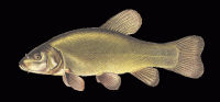 Lín obecný - Tinca tinca