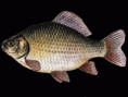Karas obecný - Carassius carassius
