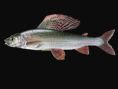 Lipan podhorní  - Thymallus thymallus