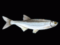 Ouklej obecná - Alburnus albidus