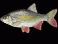 Perlín ostrobřichý - Scardinius erytrophtalmus