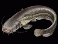 Sumec velký- Silurus glanis