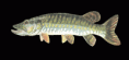 Štika obecná  - Esox lucius