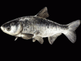 Tolstolobik Bílý  - Hypophthalmichthys molitrix